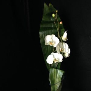 Ikebana Simplicity