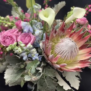 Pop of Protea