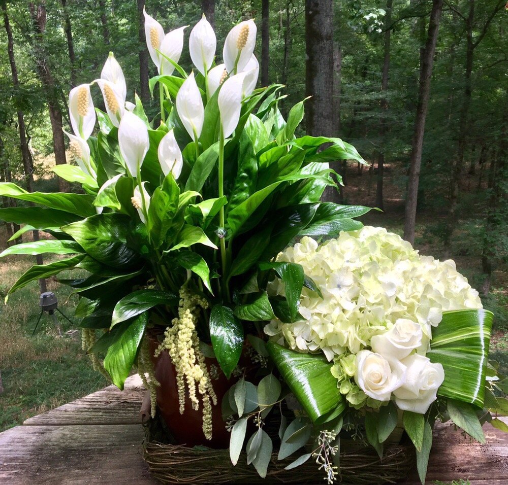 monstera deliciosa white Monstera deliciosa White Monster variegated TC Plantlet Grower's Choice *In Stock* In-Vitro Single (deflasked) (In Stock)