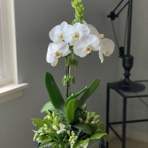 Elegant Orchids